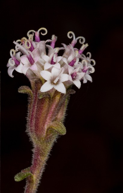 Chaenactis douglasii - Dusty Maiden 16-2555.jpg